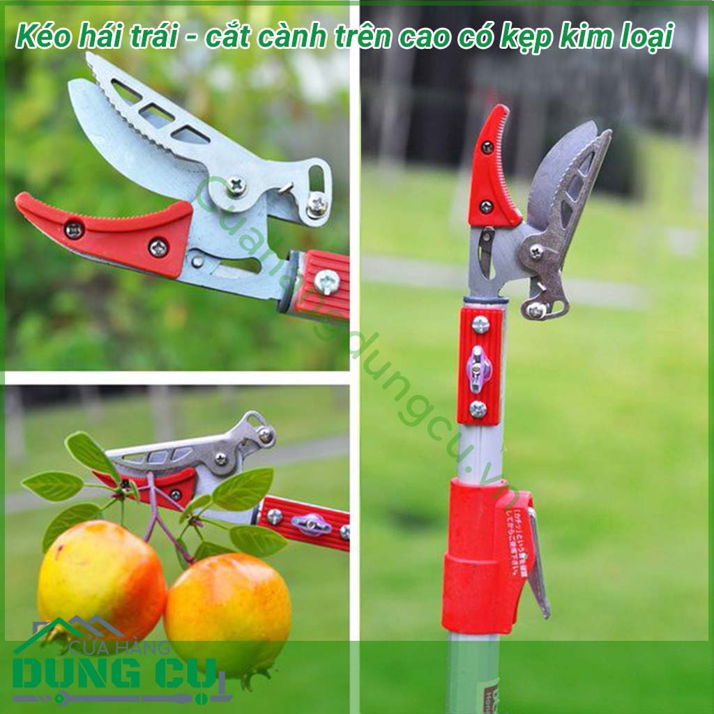 Kéo hái quả - cắt cành trên cao đa năng dài 3m là một sản phẩm rất tiện ích đáp ứng được nhu cầu của các nhà vườn không cần phải leo trèo hay kê thang mà vẫn thu hoạch được hoa quả cũng như cắt tỉa những cành không cần thiết rất hiệu quả.